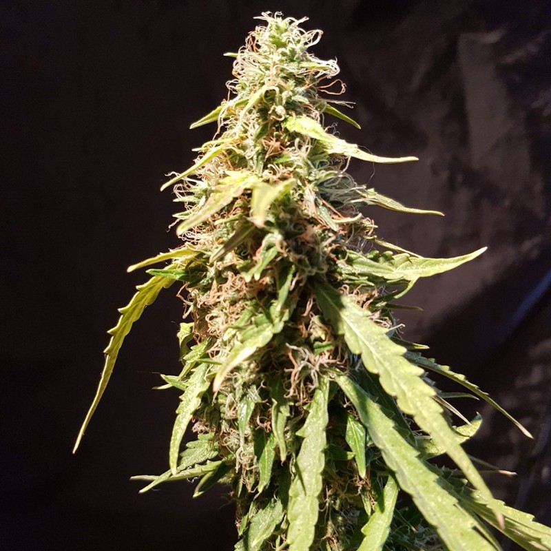 Auto New York Diesel CBD feminised Ganja Seeds