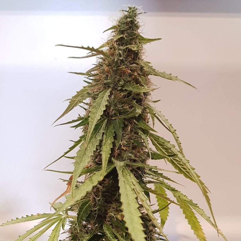Auto New York Diesel CBD feminised Ganja Seeds