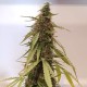 Auto New York Diesel CBD feminised Ganja Seeds