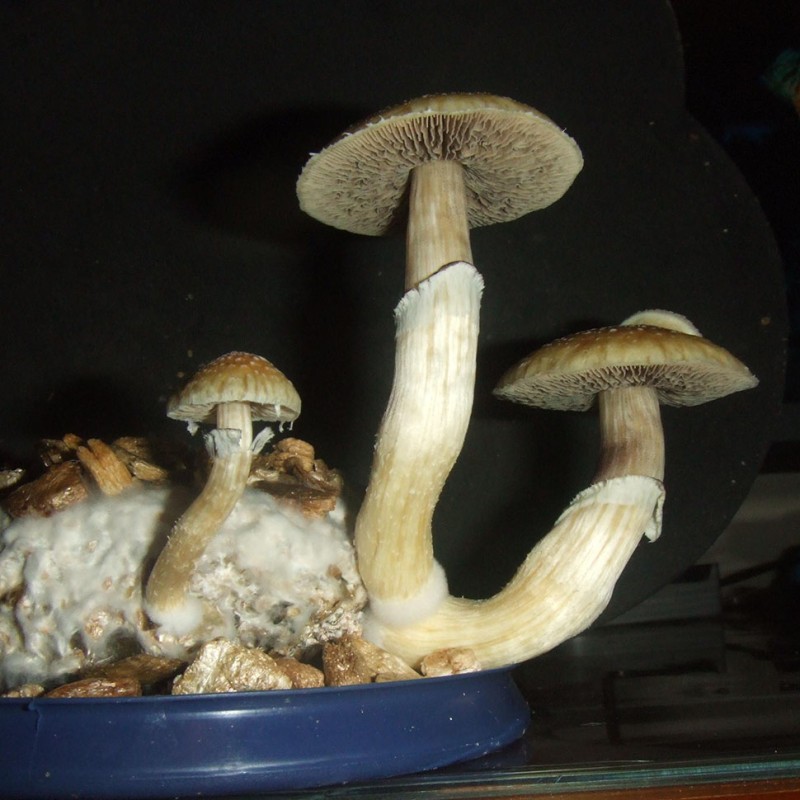 B+