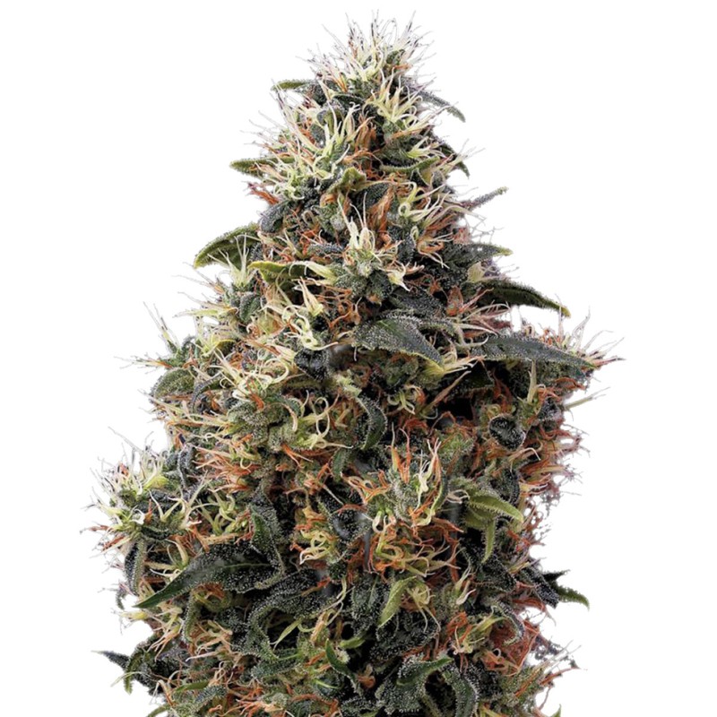 Auto Sweet Mango feminised Ganja Seeds - 477 насінин