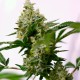 Auto Amnesia feminised GanjaLiveSeeds