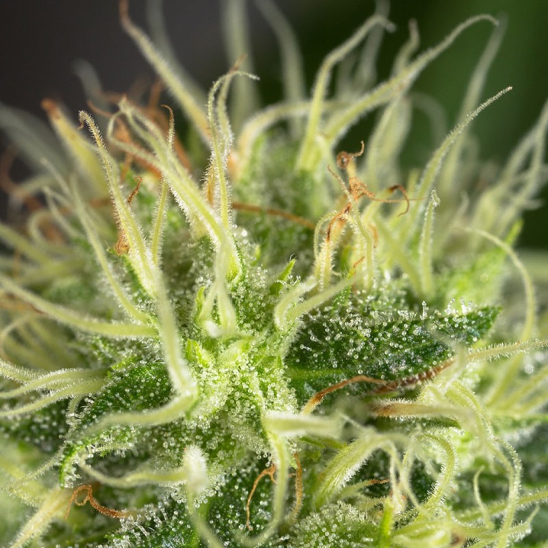 Auto Amnesia feminised GanjaLiveSeeds