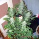 Auto Lemon Skunk feminised Master Seed
