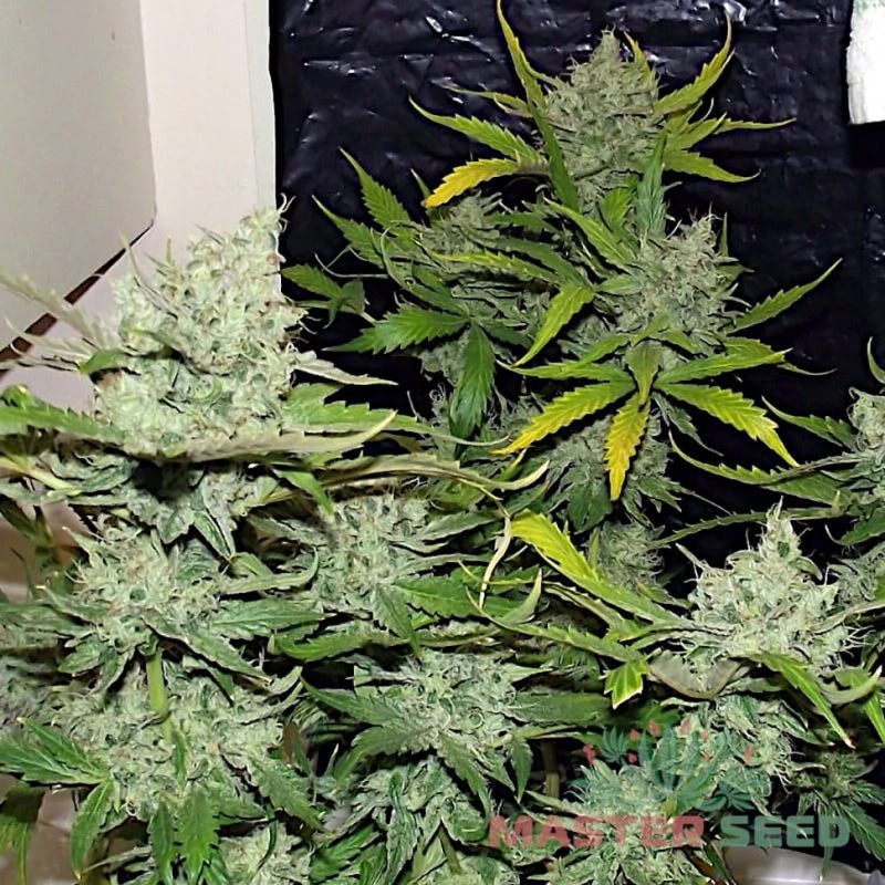 Auto Lemon Skunk feminised Master Seed