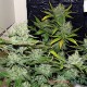 Auto Lemon Skunk feminised Master Seed