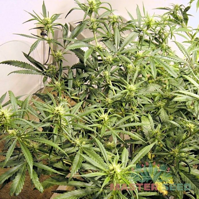 Auto Lemon Skunk feminised Master Seed