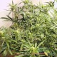Auto Lemon Skunk feminised Master Seed