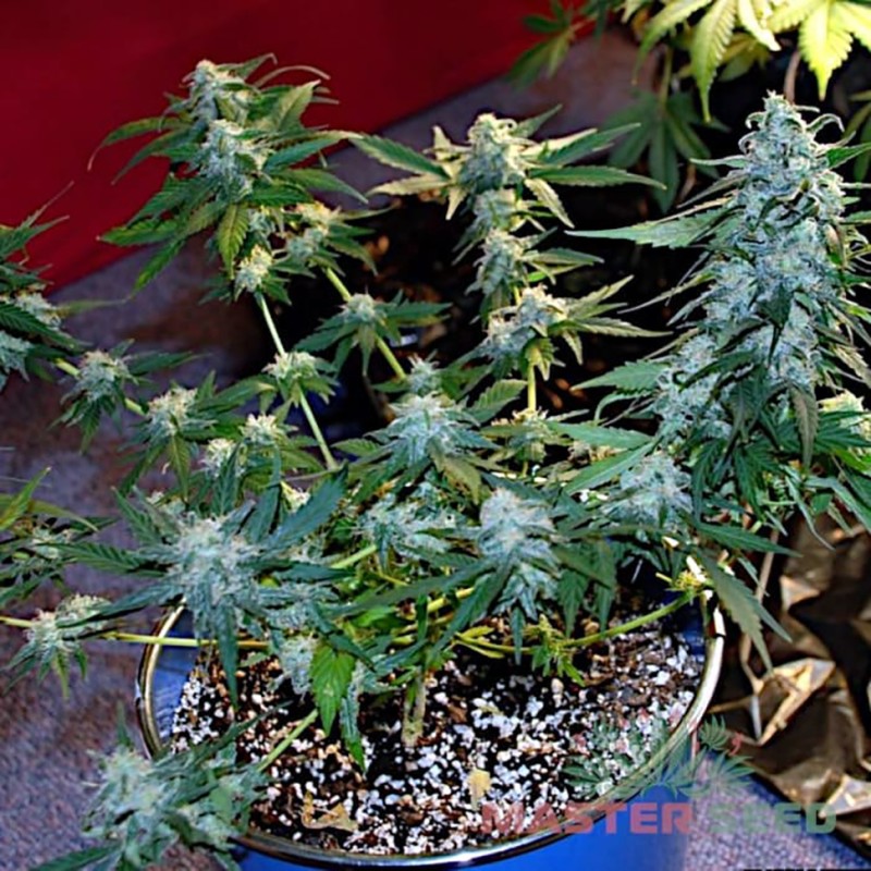 Auto Lemon Skunk feminised Master Seed