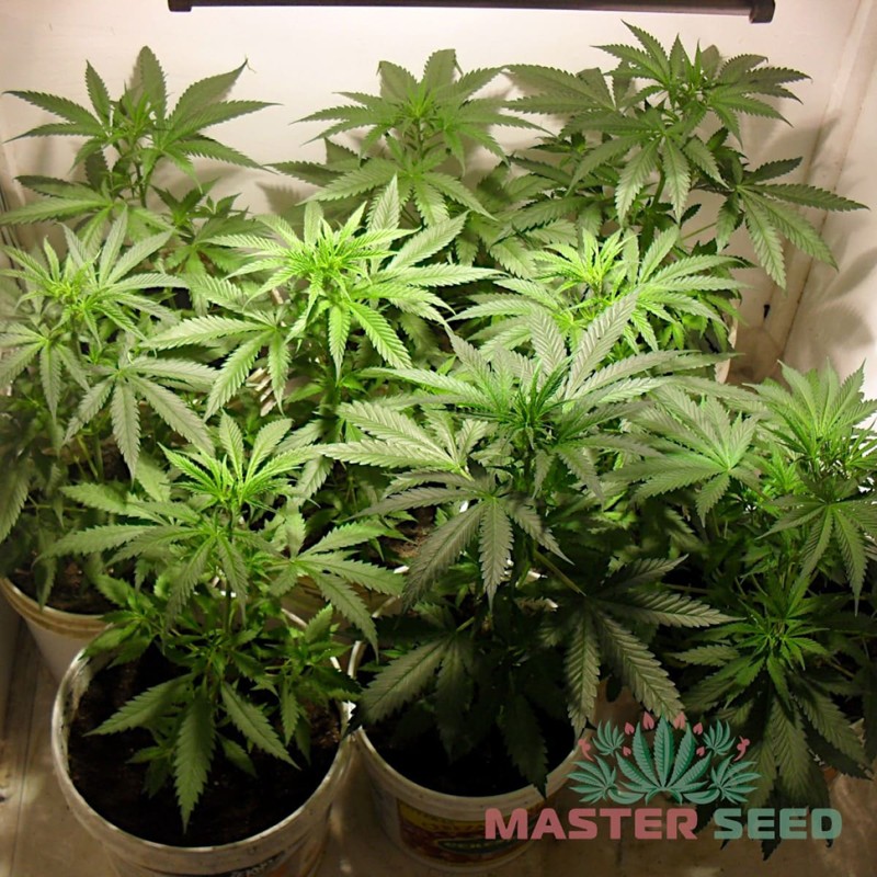 Auto Lemon Skunk feminised Master Seed