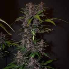 Auto Blackberry Kush feminised GanjaLiveSeeds