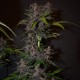 Auto Blackberry Kush feminised GanjaLiveSeeds