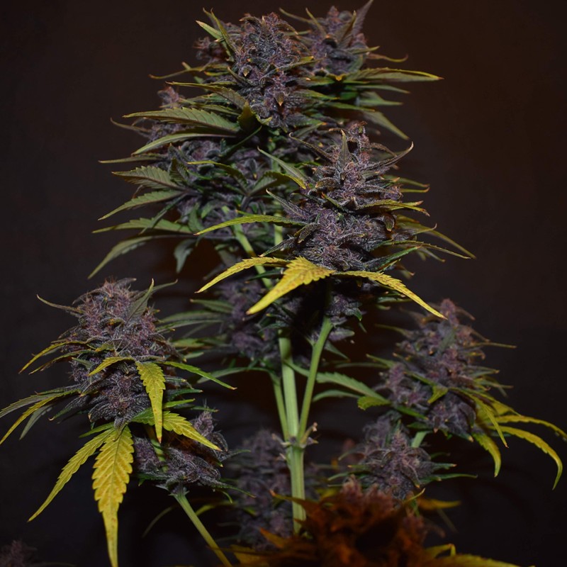 Auto Blackberry Kush feminised GanjaLiveSeeds