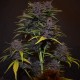 Auto Blackberry Kush feminised GanjaLiveSeeds