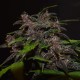 Auto Blackberry Kush feminised GanjaLiveSeeds