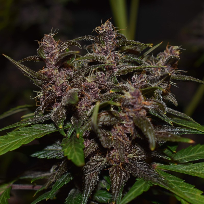 Auto Blackberry Kush feminised GanjaLiveSeeds