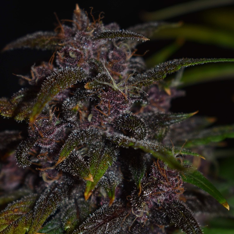 Auto Blackberry Kush feminised GanjaLiveSeeds