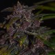 Auto Blackberry Kush feminised GanjaLiveSeeds