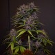 Auto Blackberry Kush feminised GanjaLiveSeeds