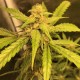 Auto Black Jack feminised GanjaLiveSeeds