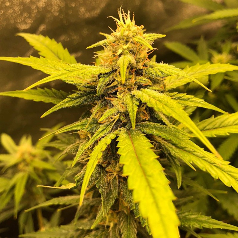 Auto Black Jack feminised GanjaLiveSeeds