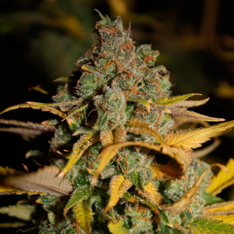 Wappa feminised GanjaLiveSeeds