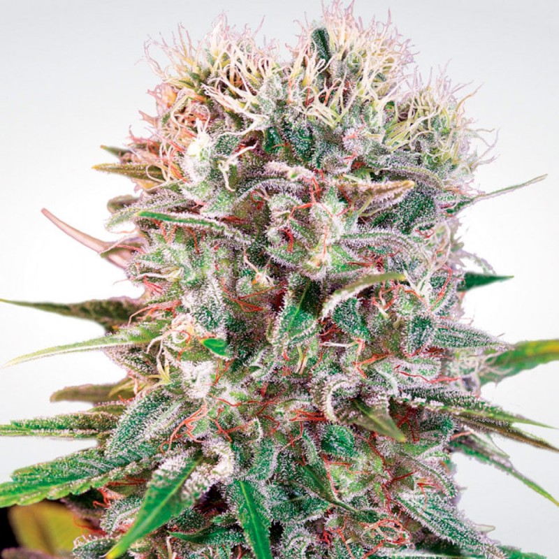 Wappa feminised GanjaLiveSeeds