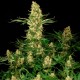 Wappa feminised GanjaLiveSeeds