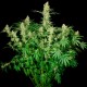 Wappa feminised GanjaLiveSeeds