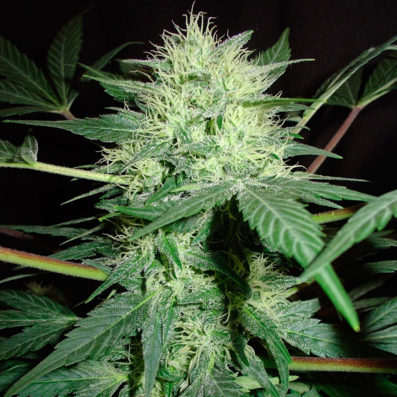 Auto Northern Lights CBD feminised Ganja Seeds - 4 насінини