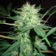Auto Northern Lights CBD feminised Ganja Seeds - 4 насінини