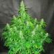 Auto Northern Lights CBD feminised Ganja Seeds - 4 насінини