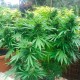 Auto Northern Lights CBD feminised Ganja Seeds - 4 насінини