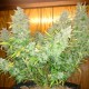 Auto Northern Lights CBD feminised Ganja Seeds - 4 насінини