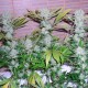 Auto Northern Lights CBD feminised Ganja Seeds - 4 насінини