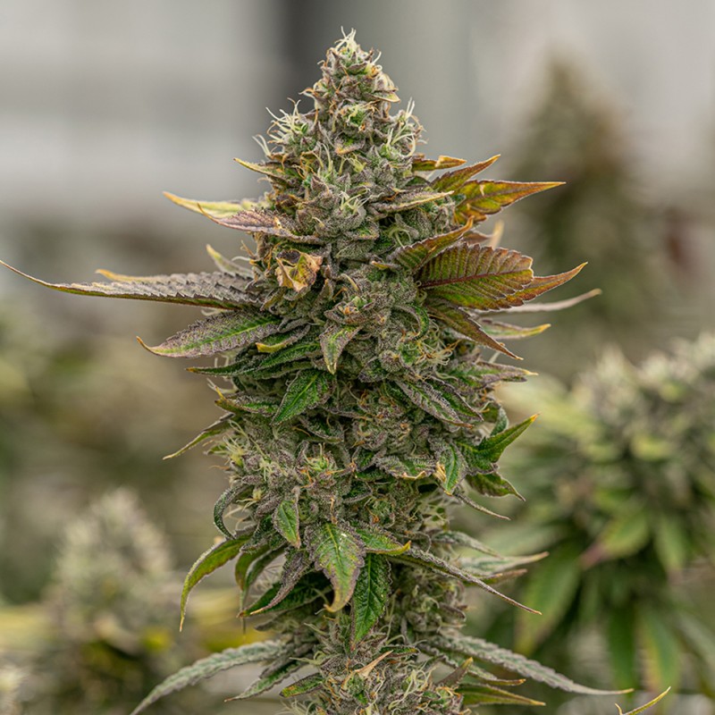 Auto Skywalker OG feminised Ganja Seeds - 2 насінини