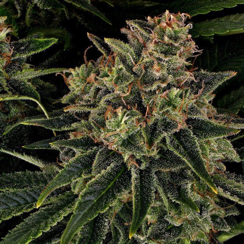 Auto Skywalker OG feminised Ganja Seeds - 2 насінини