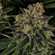 Auto Skywalker OG feminised Ganja Seeds - 2 насінини