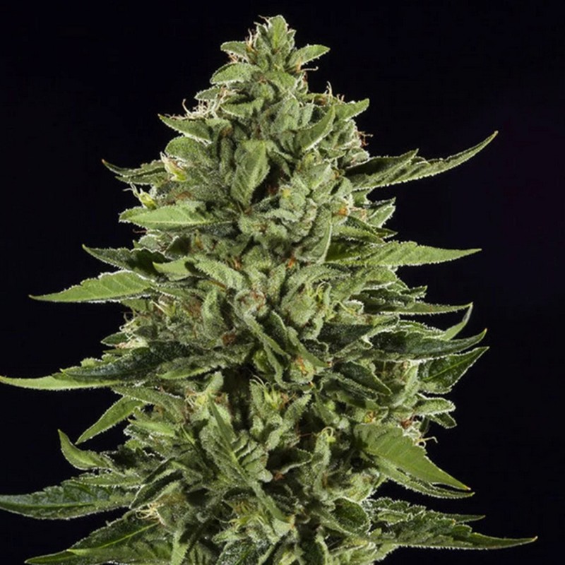 Auto Skywalker OG feminised Ganja Seeds - 2 насінини