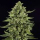 Auto Skywalker OG feminised Ganja Seeds - 2 насінини