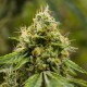 Auto Skywalker OG feminised Ganja Seeds - 2 насінини