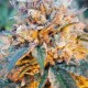Auto Skywalker OG feminised Ganja Seeds - 2 насінини