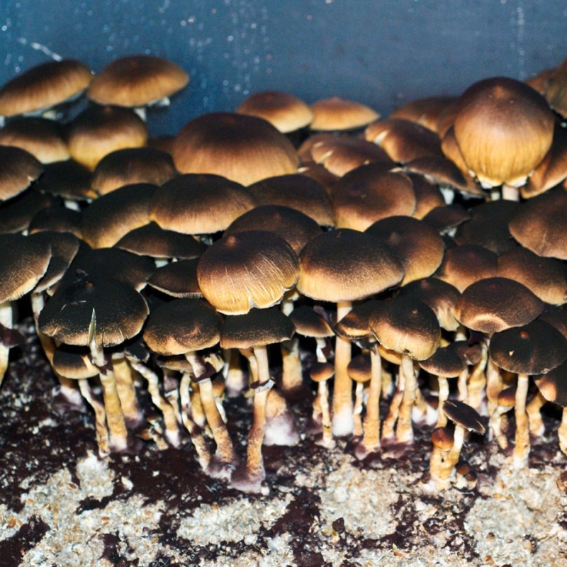 Brasil