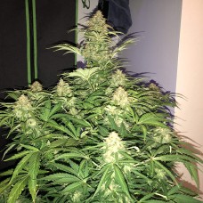 Auto Amnesia Haze feminised GanjaLiveSeeds
