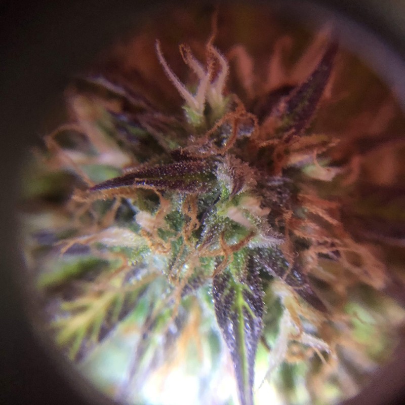 Auto Amnesia Haze feminised GanjaLiveSeeds