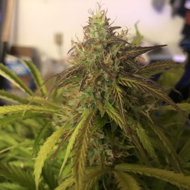 Auto Amnesia Haze feminised GanjaLiveSeeds