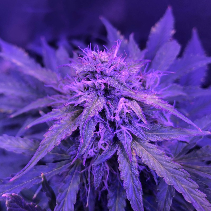 Auto Amnesia Haze feminised GanjaLiveSeeds