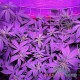 Auto Lowryder 2 feminised Master Seed