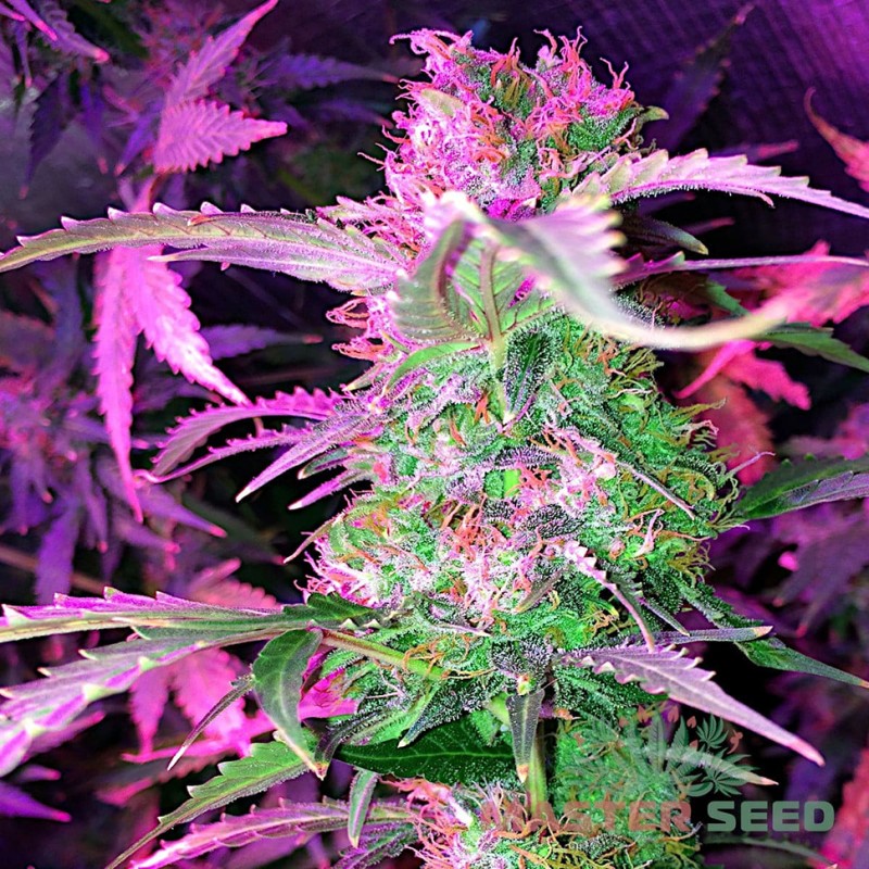 Auto Lowryder 2 feminised Master Seed