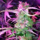 Auto Lowryder 2 feminised Master Seed